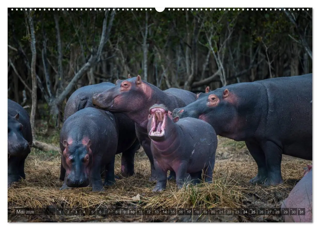 Bild: 9783516087543 | Südafrika - Die Tierwelt (Wandkalender 2026 DIN A2 quer), CALVENDO...