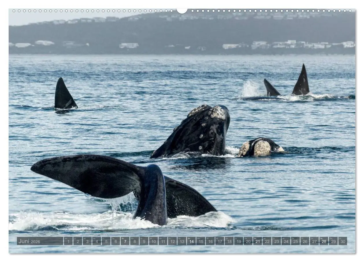Bild: 9783516087543 | Südafrika - Die Tierwelt (Wandkalender 2026 DIN A2 quer), CALVENDO...