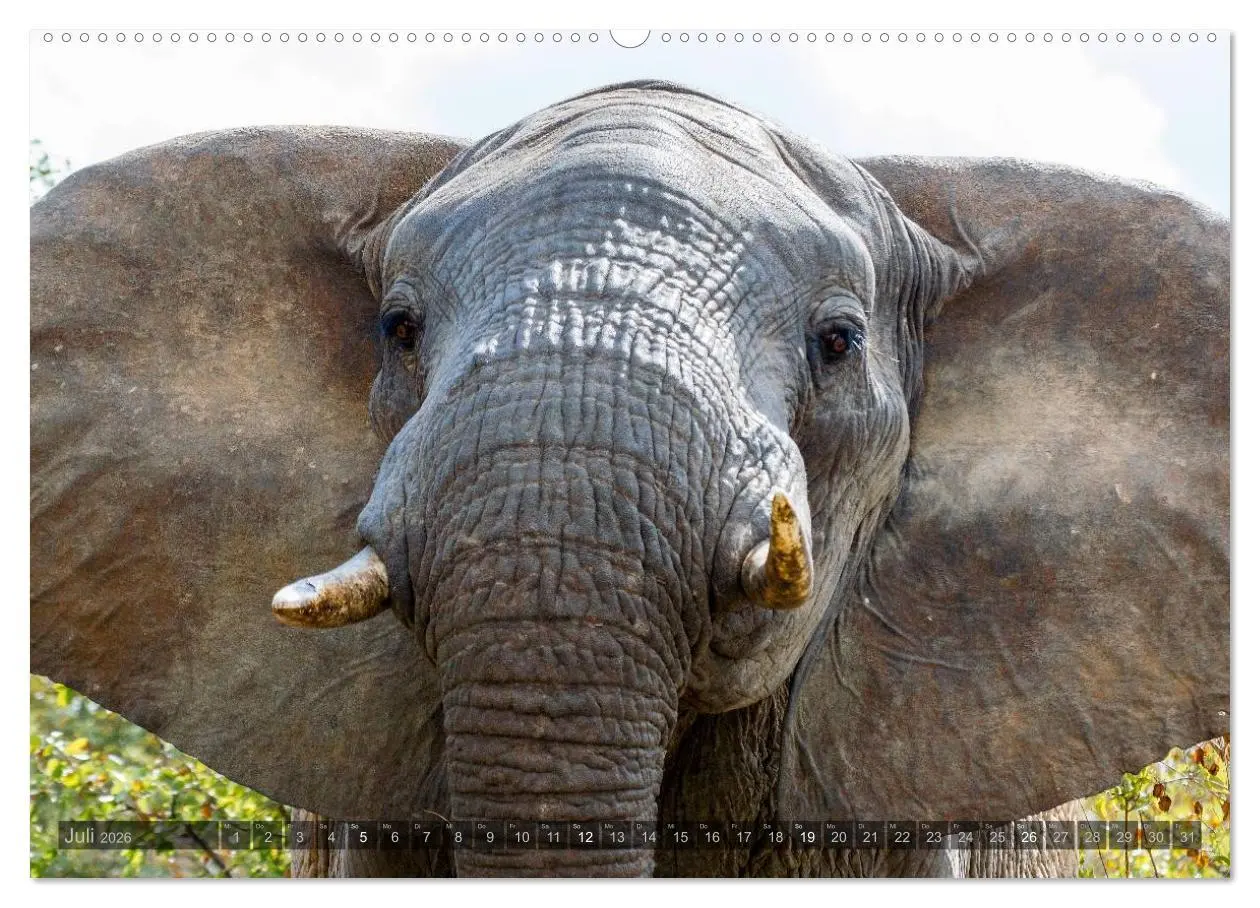 Bild: 9783516087543 | Südafrika - Die Tierwelt (Wandkalender 2026 DIN A2 quer), CALVENDO...