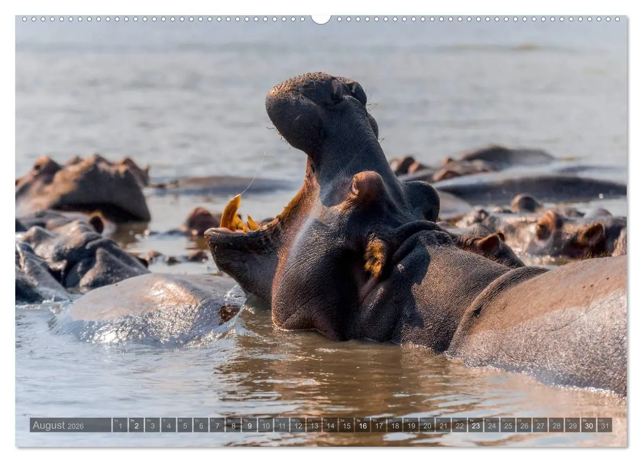 Bild: 9783516087543 | Südafrika - Die Tierwelt (Wandkalender 2026 DIN A2 quer), CALVENDO...
