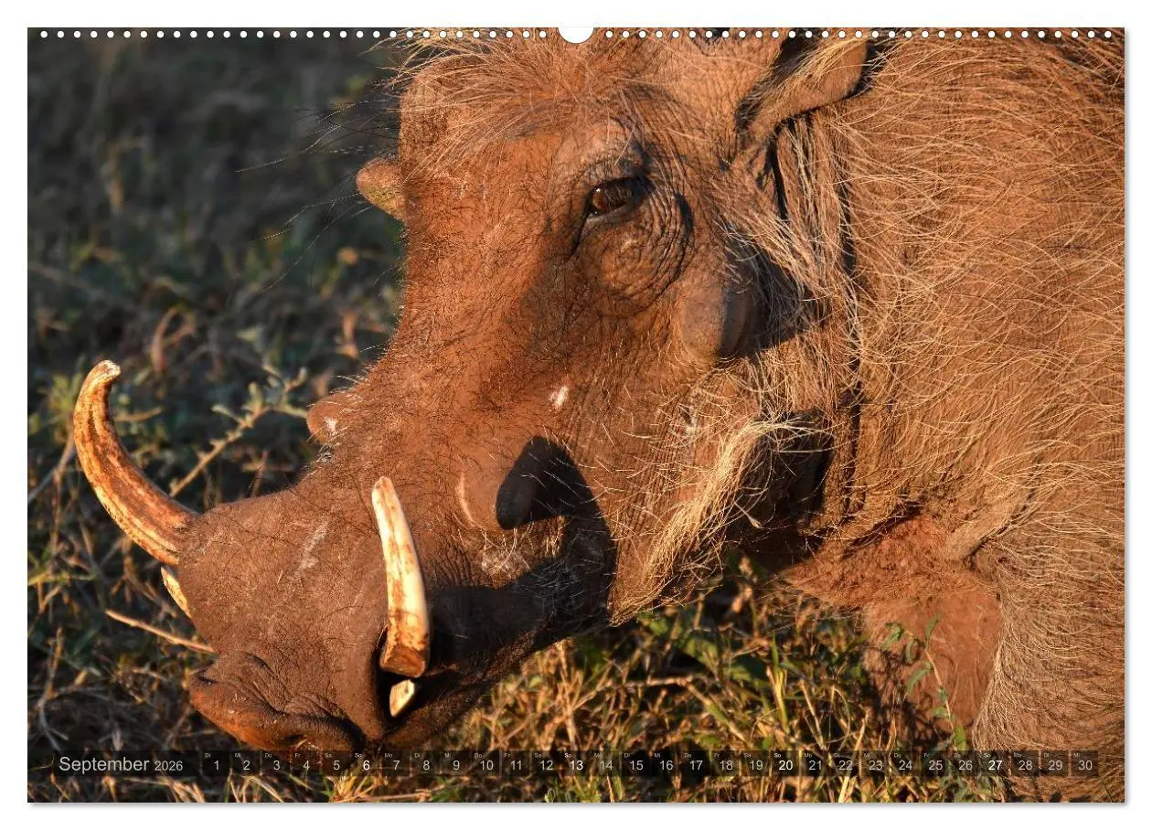 Bild: 9783516087543 | Südafrika - Die Tierwelt (Wandkalender 2026 DIN A2 quer), CALVENDO...