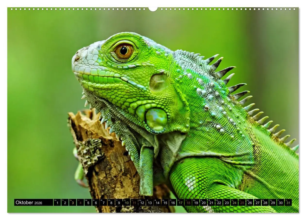 Bild: 9783457507643 | Kleine Drachen - Echsen (Wandkalender 2026 DIN A2 quer), CALVENDO...