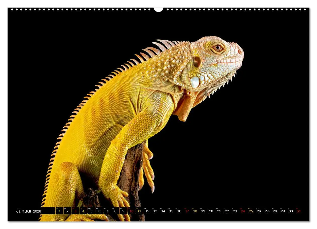 Bild: 9783457507643 | Kleine Drachen - Echsen (Wandkalender 2026 DIN A2 quer), CALVENDO...