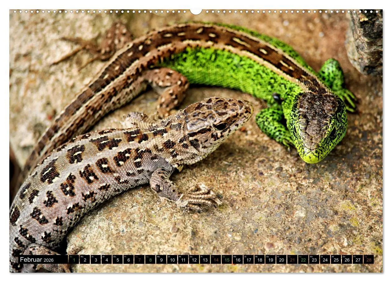 Bild: 9783457507643 | Kleine Drachen - Echsen (Wandkalender 2026 DIN A2 quer), CALVENDO...