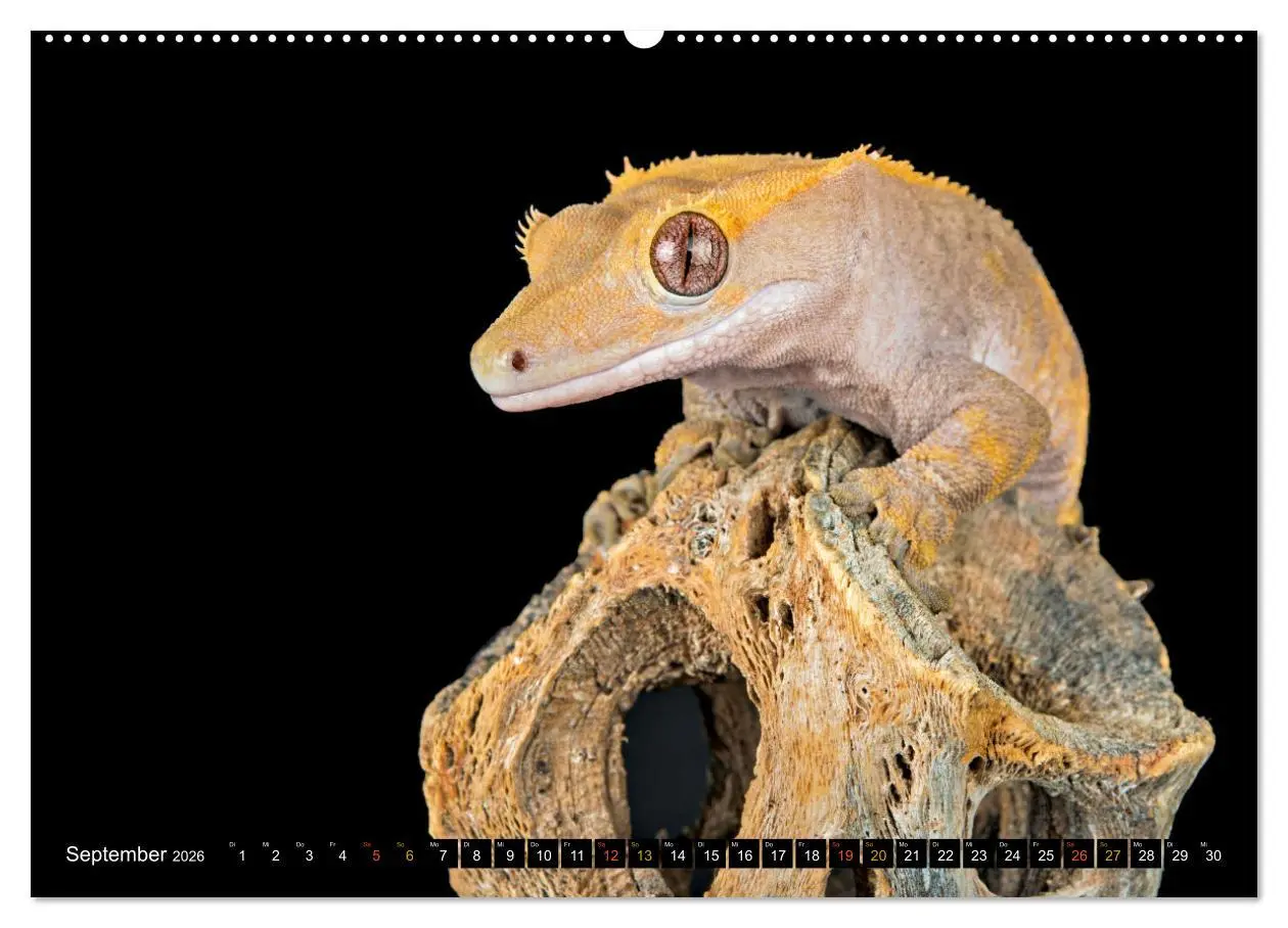 Bild: 9783457507643 | Kleine Drachen - Echsen (Wandkalender 2026 DIN A2 quer), CALVENDO...