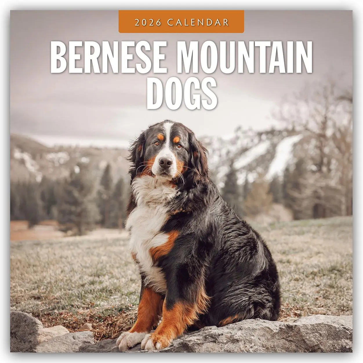 Cover: 9781804427743 | Bernese Mountain Dog - Berner Sennenhund 2026 - 16-Monatskalender