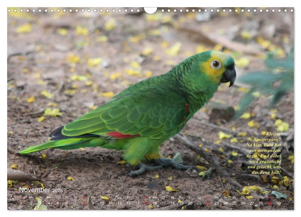 Bild: 9783516137743 | Blaustirnamazonen - Papageien in Paraguay (Wandkalender 2026 DIN A3...