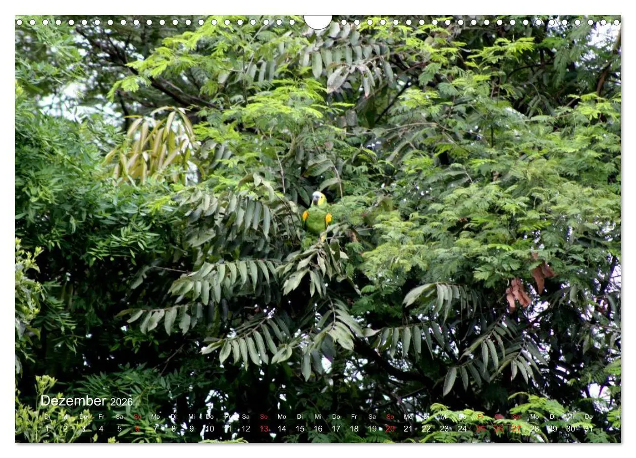 Bild: 9783516137743 | Blaustirnamazonen - Papageien in Paraguay (Wandkalender 2026 DIN A3...