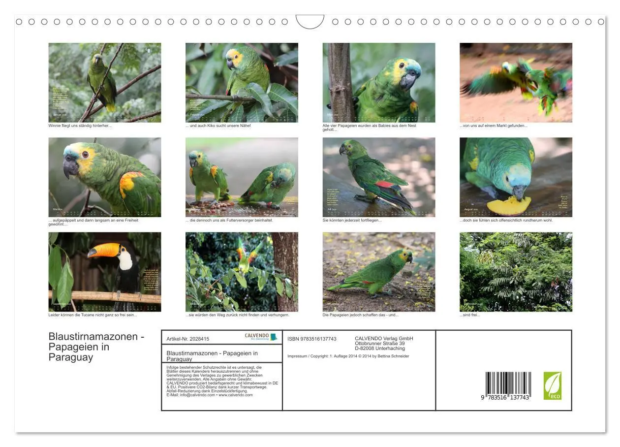 Bild: 9783516137743 | Blaustirnamazonen - Papageien in Paraguay (Wandkalender 2026 DIN A3...