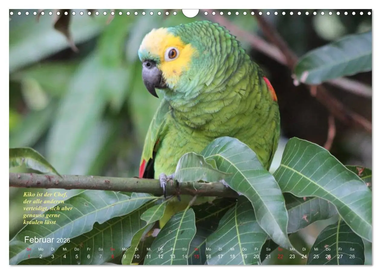 Bild: 9783516137743 | Blaustirnamazonen - Papageien in Paraguay (Wandkalender 2026 DIN A3...