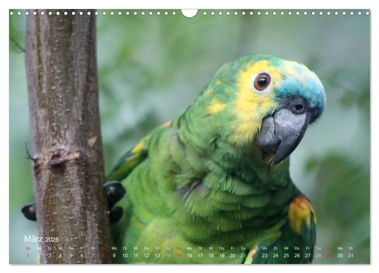 Bild: 9783516137743 | Blaustirnamazonen - Papageien in Paraguay (Wandkalender 2026 DIN A3...