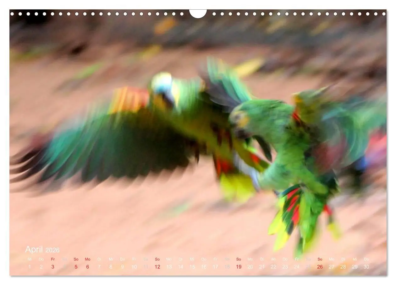 Bild: 9783516137743 | Blaustirnamazonen - Papageien in Paraguay (Wandkalender 2026 DIN A3...