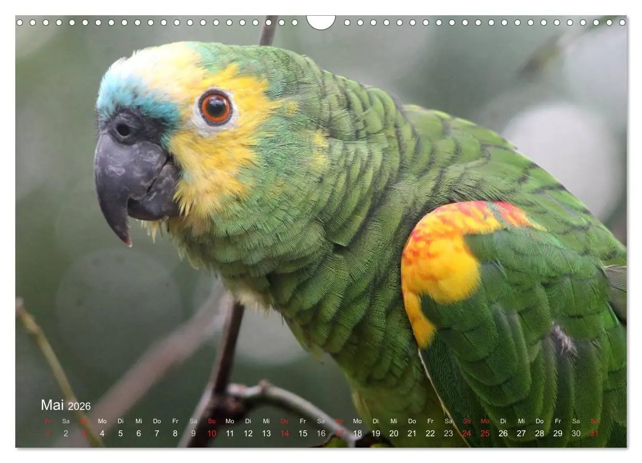 Bild: 9783516137743 | Blaustirnamazonen - Papageien in Paraguay (Wandkalender 2026 DIN A3...