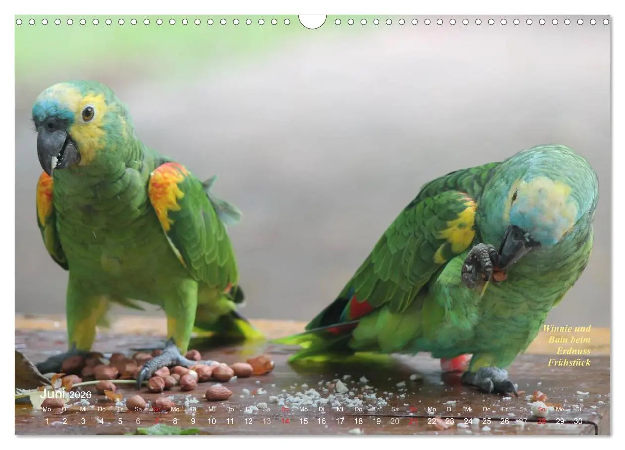 Bild: 9783516137743 | Blaustirnamazonen - Papageien in Paraguay (Wandkalender 2026 DIN A3...