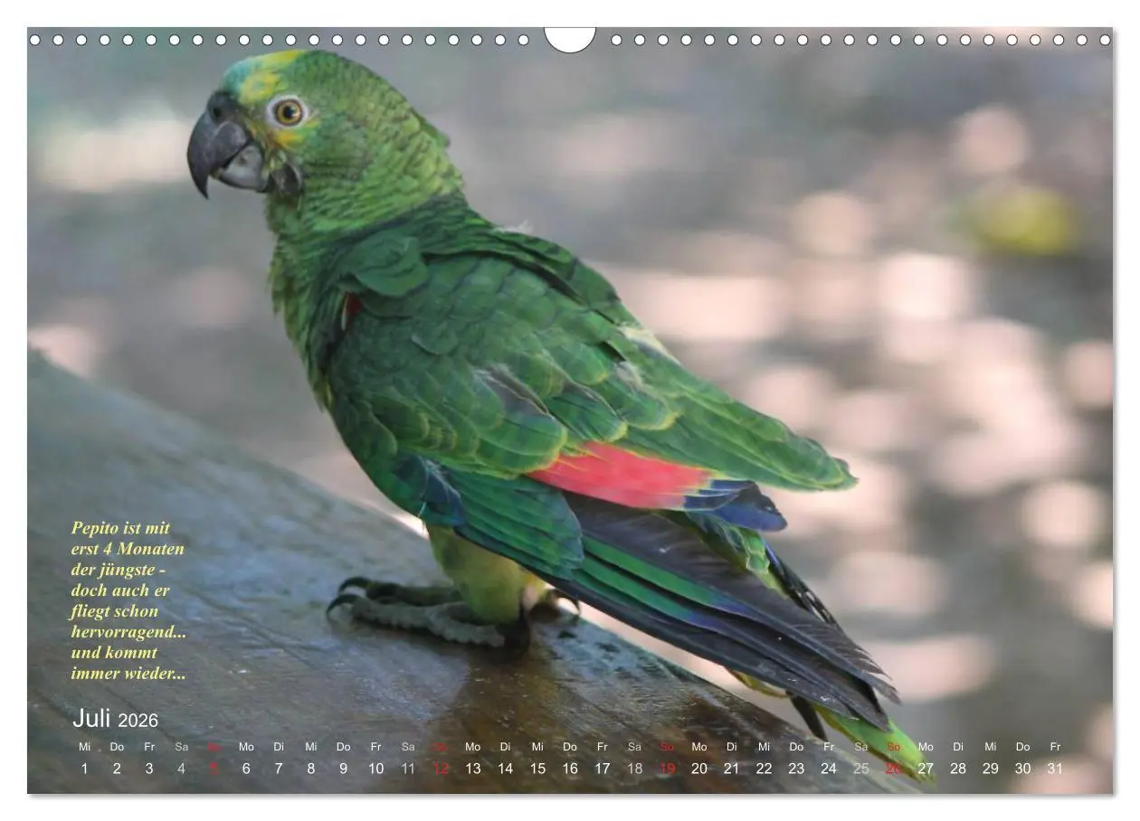 Bild: 9783516137743 | Blaustirnamazonen - Papageien in Paraguay (Wandkalender 2026 DIN A3...