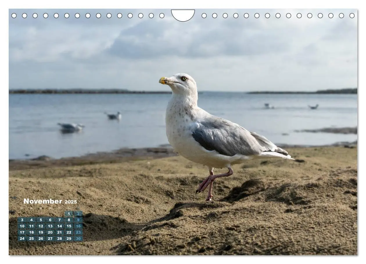 Bild: 9783435177943 | Möwen frech und witzig (Wandkalender 2025 DIN A4 quer), CALVENDO...