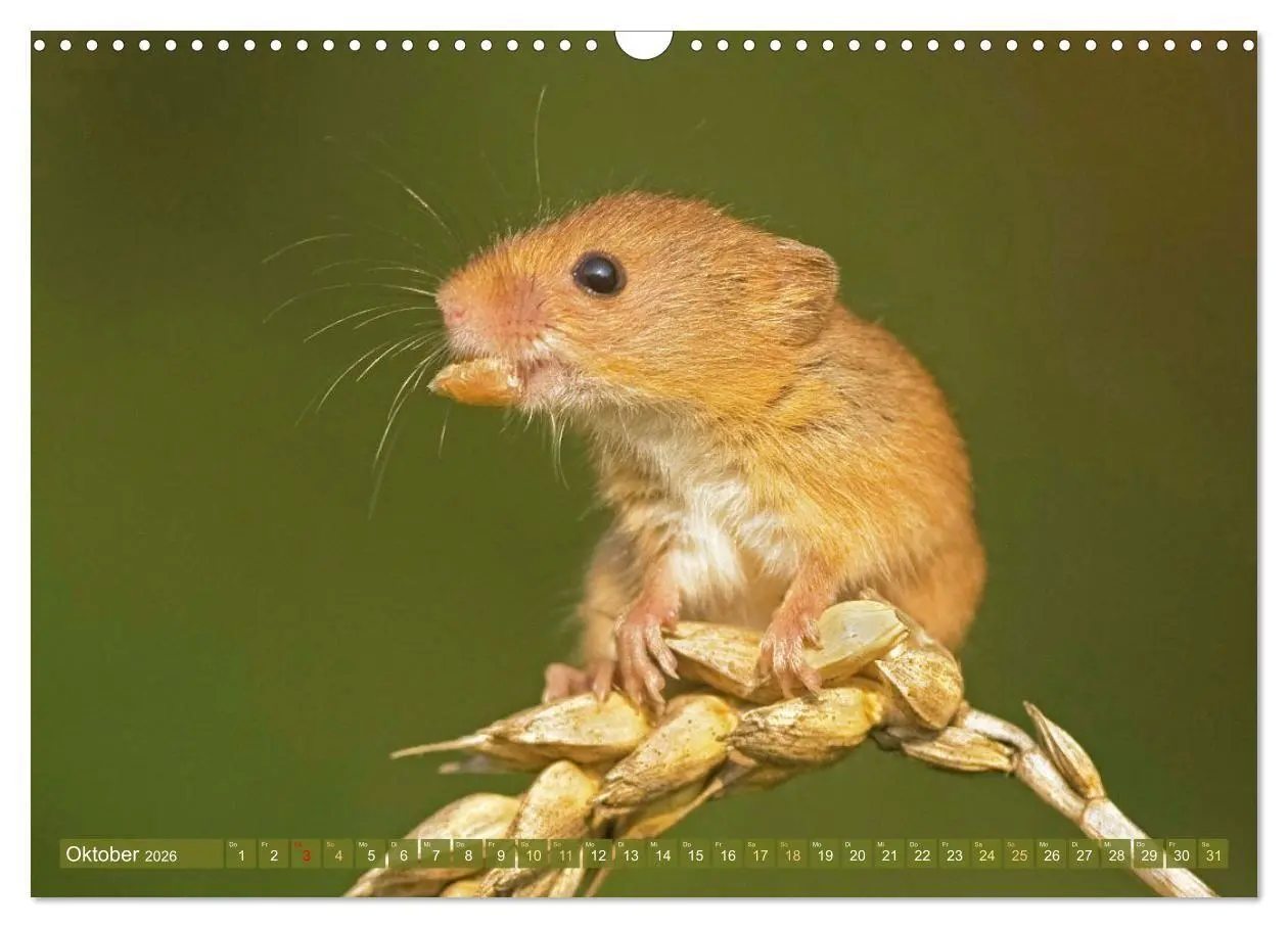 Bild: 9783516667943 | Zauberhafte Mäuse: Von wegen nur Grau (Wandkalender 2026 DIN A3...