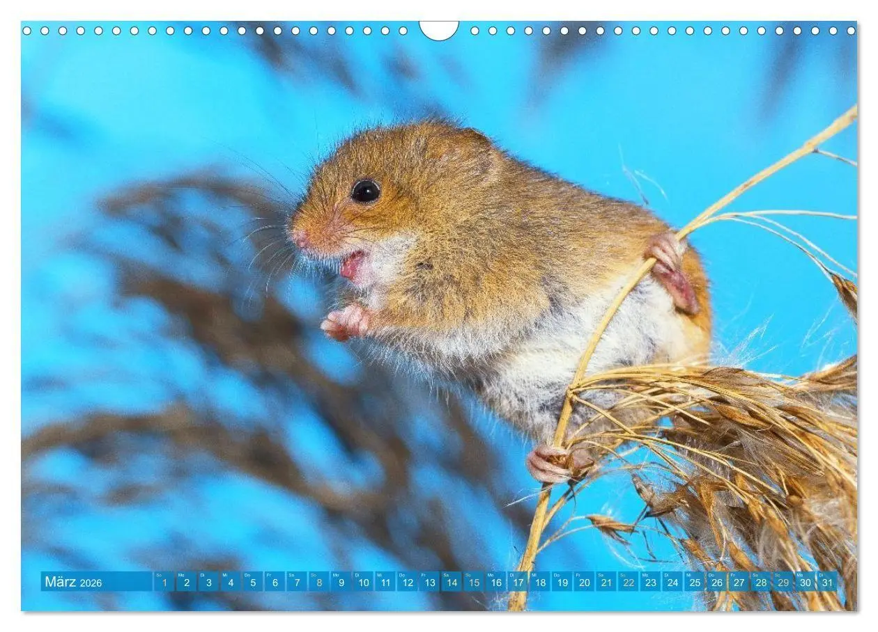 Bild: 9783516667943 | Zauberhafte Mäuse: Von wegen nur Grau (Wandkalender 2026 DIN A3...