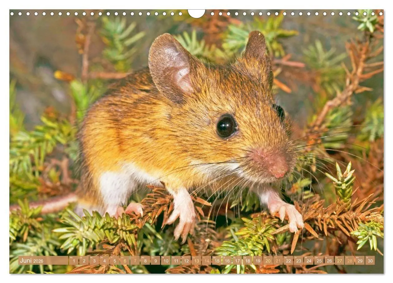 Bild: 9783516667943 | Zauberhafte Mäuse: Von wegen nur Grau (Wandkalender 2026 DIN A3...