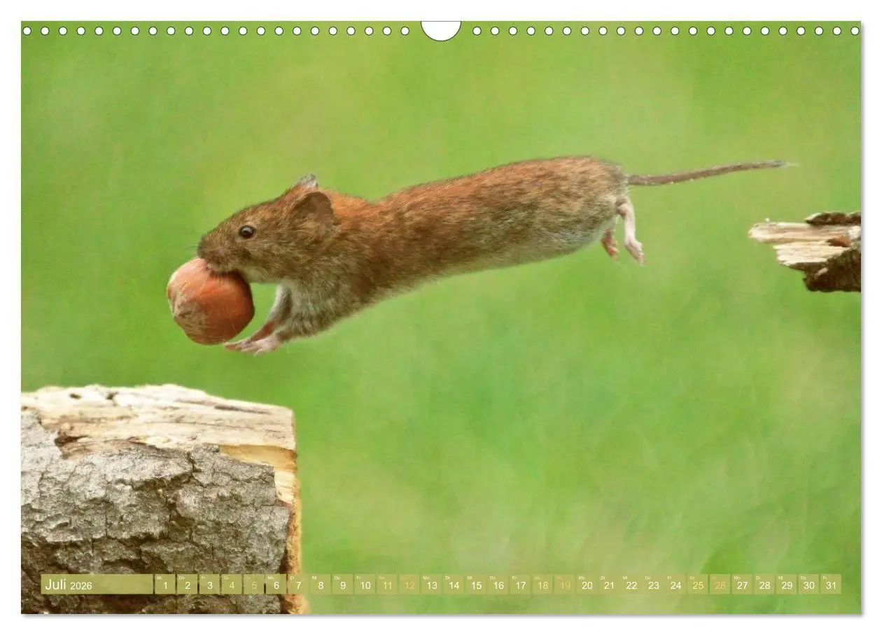 Bild: 9783516667943 | Zauberhafte Mäuse: Von wegen nur Grau (Wandkalender 2026 DIN A3...