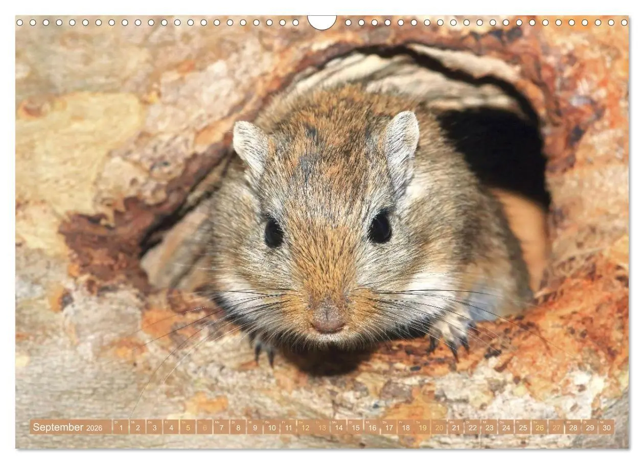 Bild: 9783516667943 | Zauberhafte Mäuse: Von wegen nur Grau (Wandkalender 2026 DIN A3...