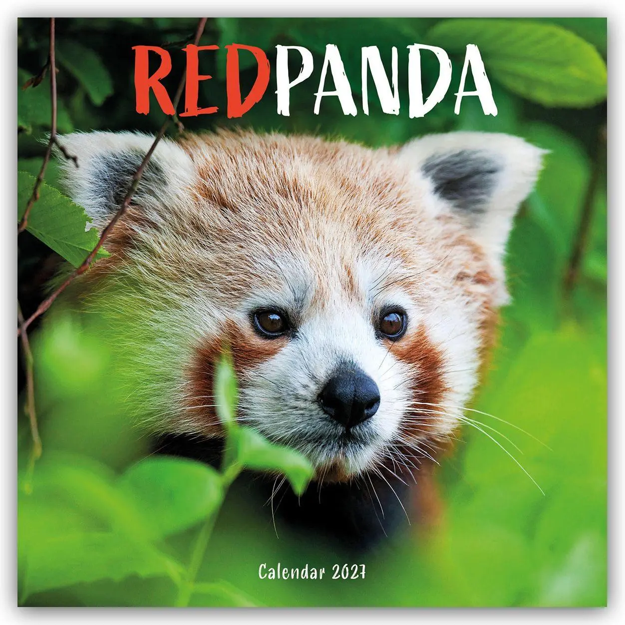 Cover: 9781529858143 | Red Panda - Rote Pandas - Rote Pandabären 2027 - Wand-Kalender | 28 S.