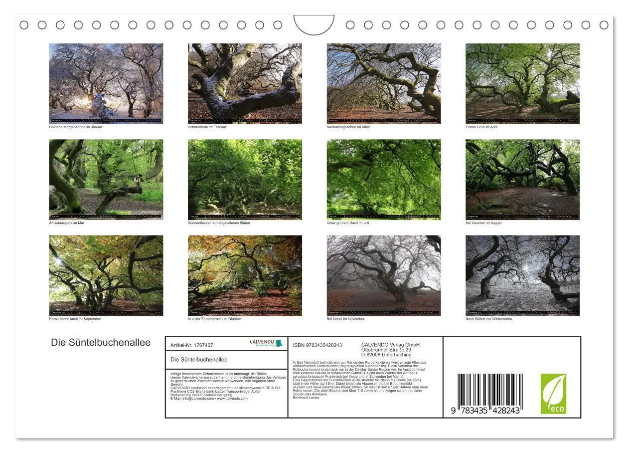 Bild: 9783435428243 | Die Süntelbuchenallee (Wandkalender 2025 DIN A4 quer), CALVENDO...