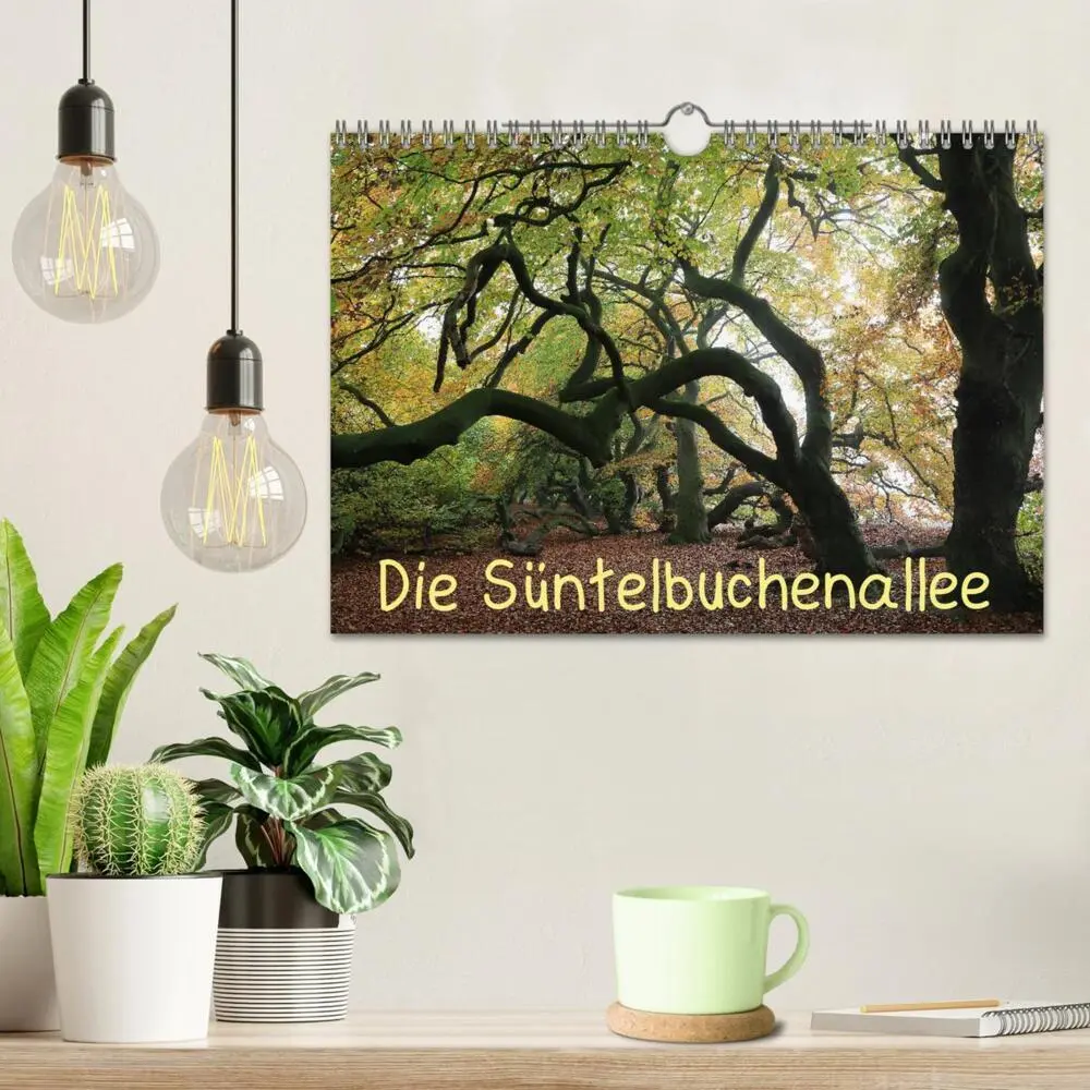 Bild: 9783435428243 | Die Süntelbuchenallee (Wandkalender 2025 DIN A4 quer), CALVENDO...