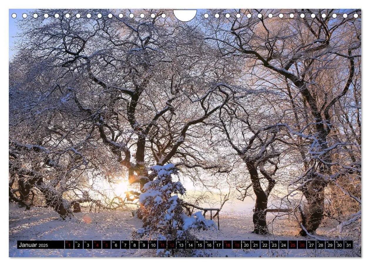 Bild: 9783435428243 | Die Süntelbuchenallee (Wandkalender 2025 DIN A4 quer), CALVENDO...