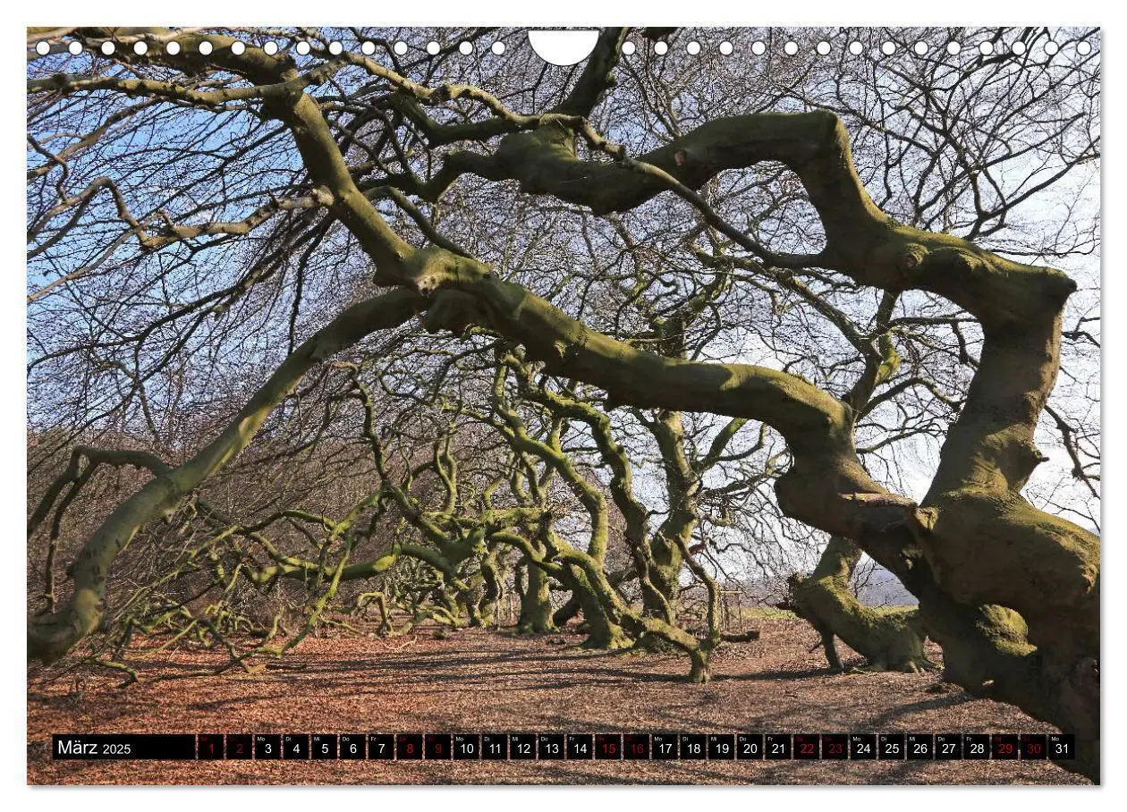 Bild: 9783435428243 | Die Süntelbuchenallee (Wandkalender 2025 DIN A4 quer), CALVENDO...