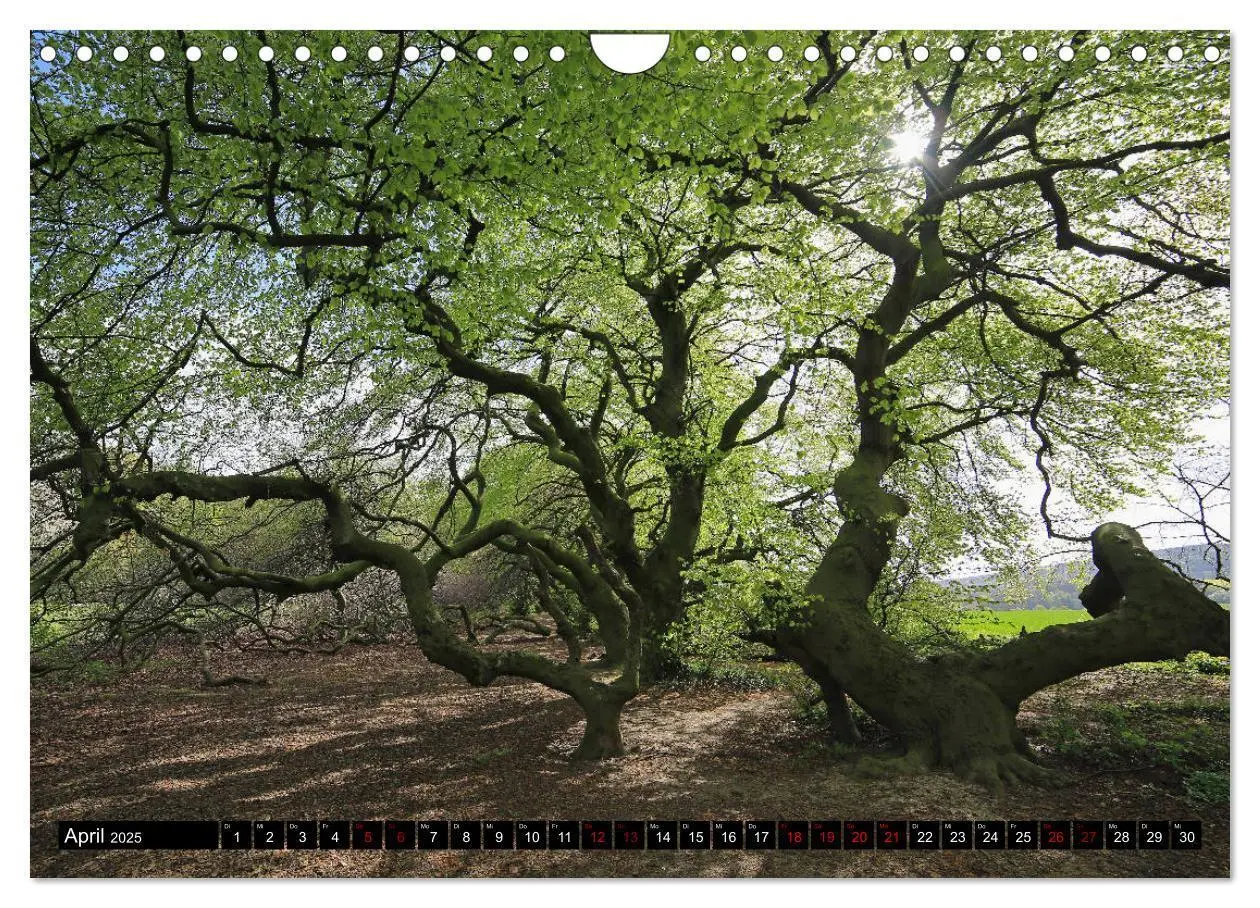 Bild: 9783435428243 | Die Süntelbuchenallee (Wandkalender 2025 DIN A4 quer), CALVENDO...