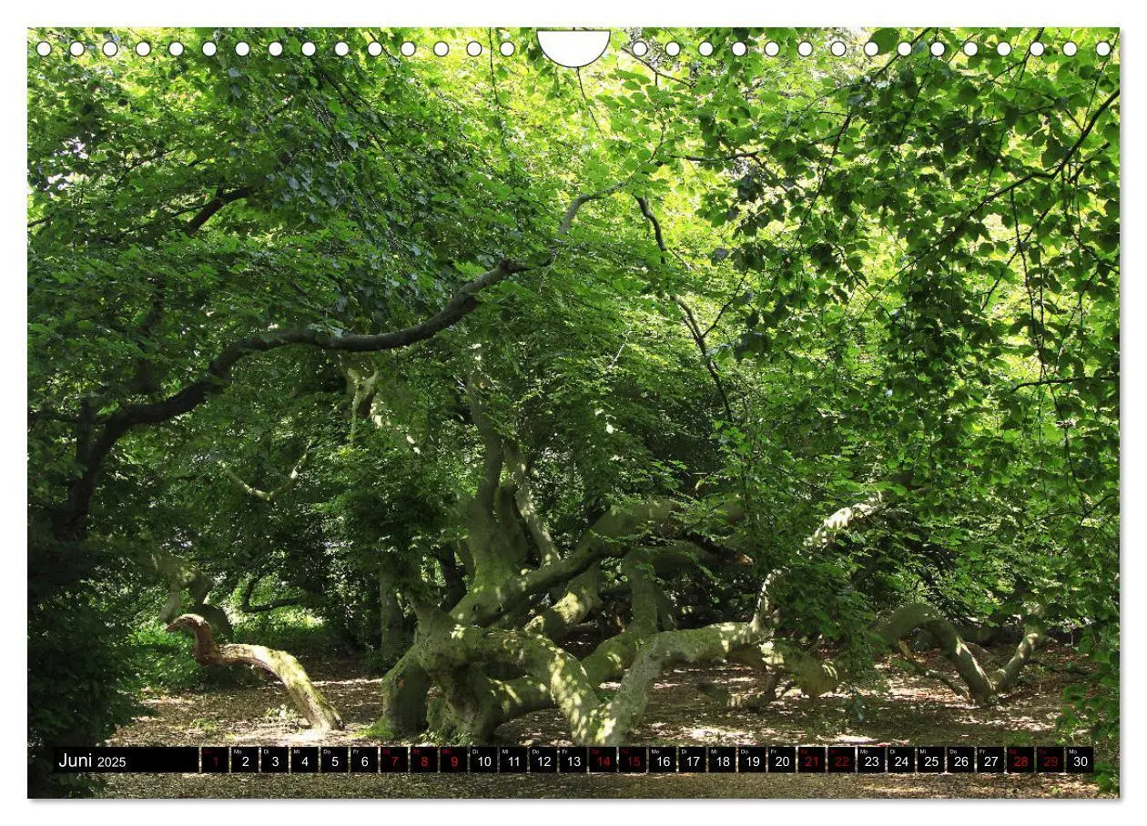 Bild: 9783435428243 | Die Süntelbuchenallee (Wandkalender 2025 DIN A4 quer), CALVENDO...