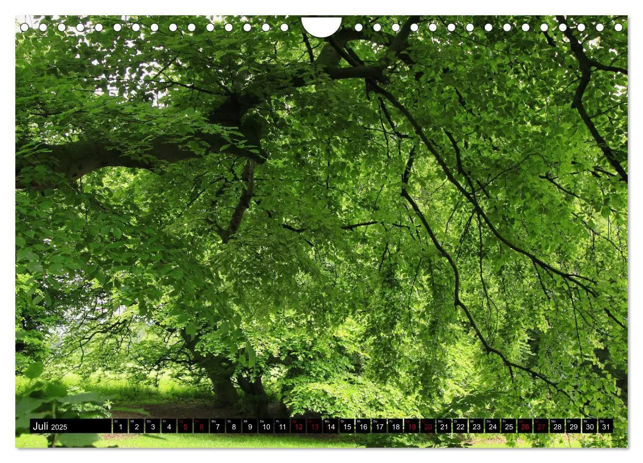 Bild: 9783435428243 | Die Süntelbuchenallee (Wandkalender 2025 DIN A4 quer), CALVENDO...