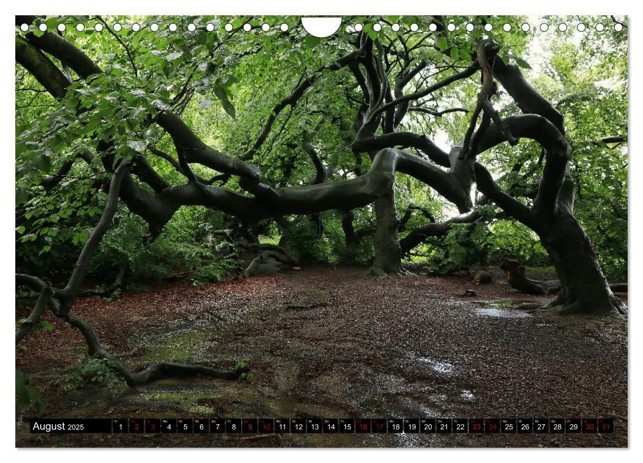 Bild: 9783435428243 | Die Süntelbuchenallee (Wandkalender 2025 DIN A4 quer), CALVENDO...