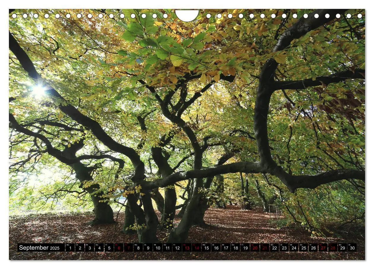 Bild: 9783435428243 | Die Süntelbuchenallee (Wandkalender 2025 DIN A4 quer), CALVENDO...