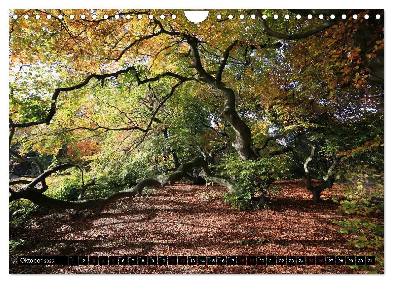 Bild: 9783435428243 | Die Süntelbuchenallee (Wandkalender 2025 DIN A4 quer), CALVENDO...