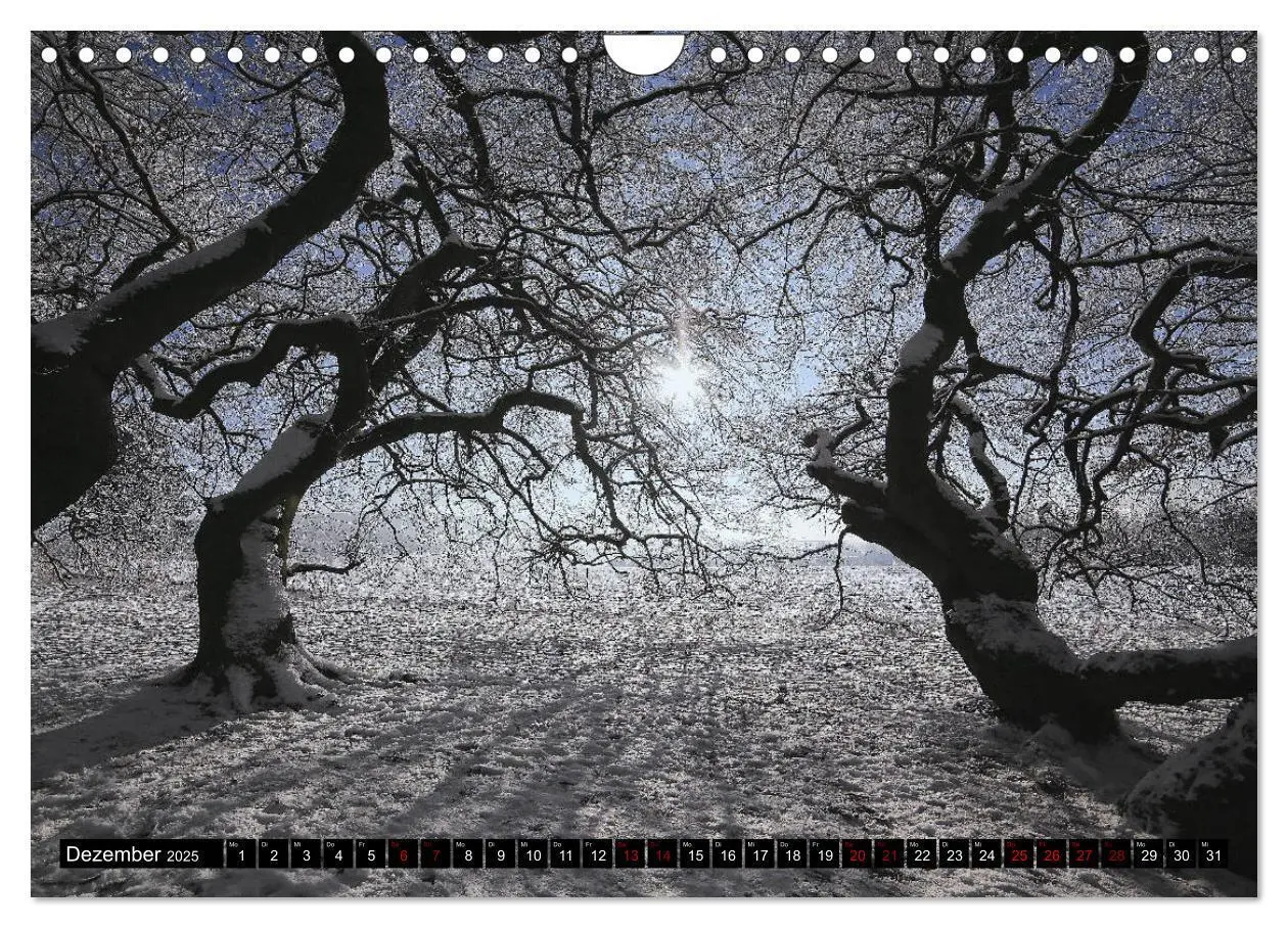 Bild: 9783435428243 | Die Süntelbuchenallee (Wandkalender 2025 DIN A4 quer), CALVENDO...