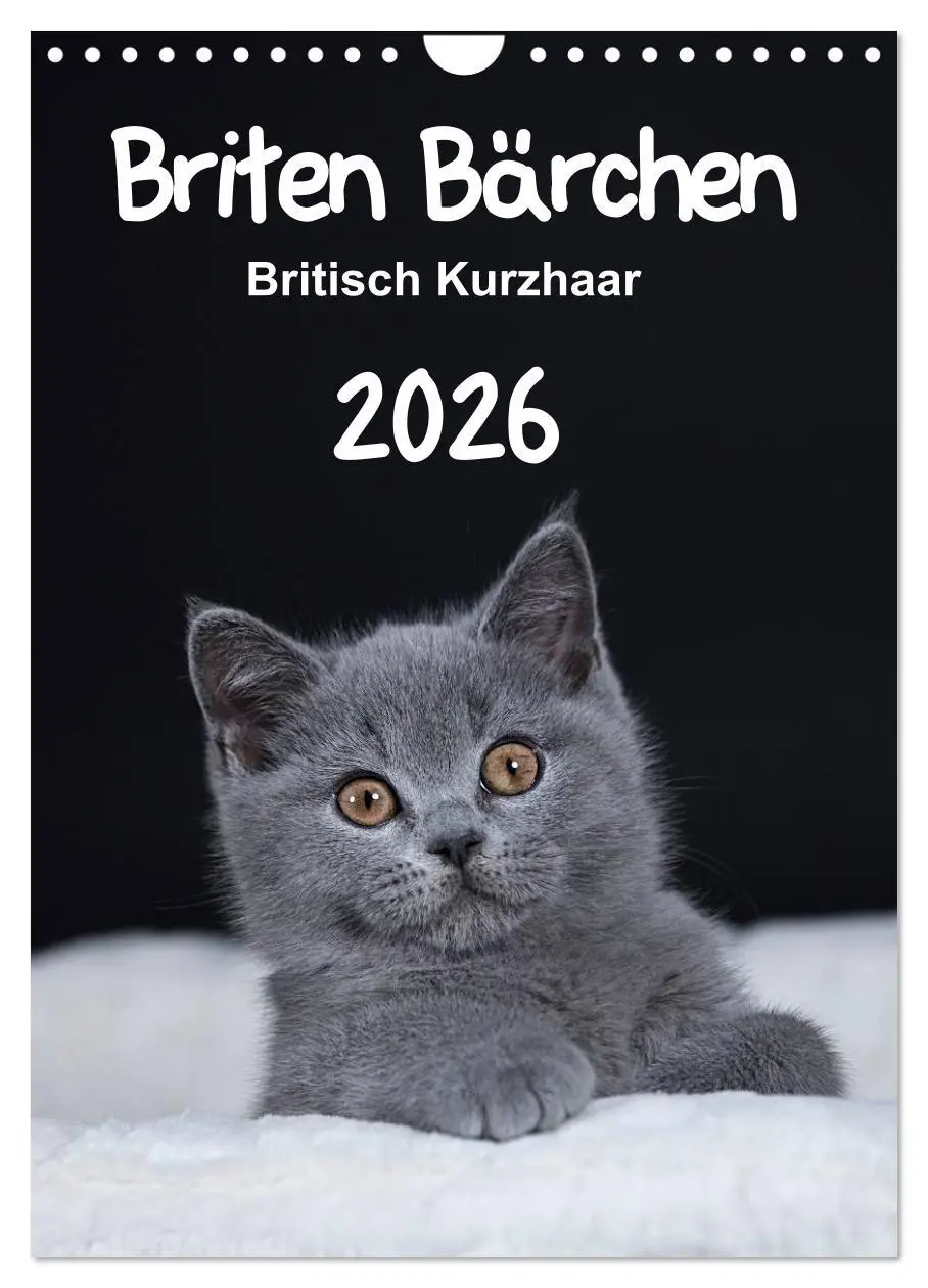 Cover: 9783516468243 | Briten Bärchen - Britisch Kurzhaar 2026 (Wandkalender 2026 DIN A4...