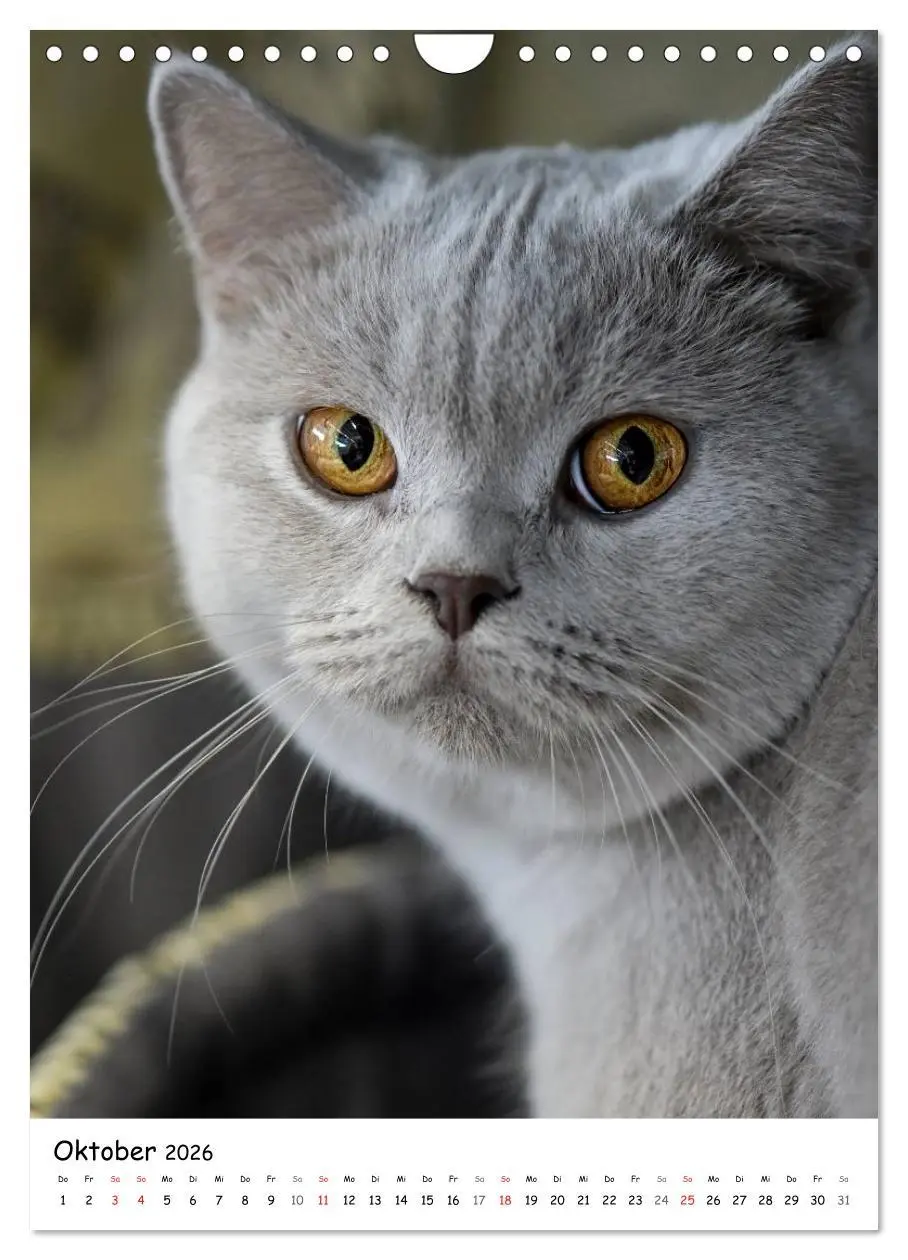 Bild: 9783516468243 | Briten Bärchen - Britisch Kurzhaar 2026 (Wandkalender 2026 DIN A4...