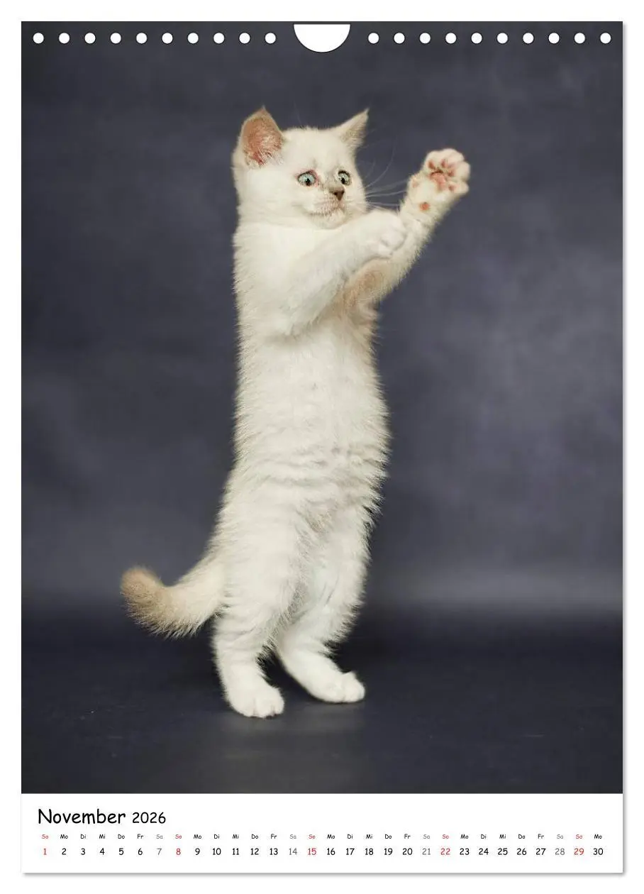 Bild: 9783516468243 | Briten Bärchen - Britisch Kurzhaar 2026 (Wandkalender 2026 DIN A4...