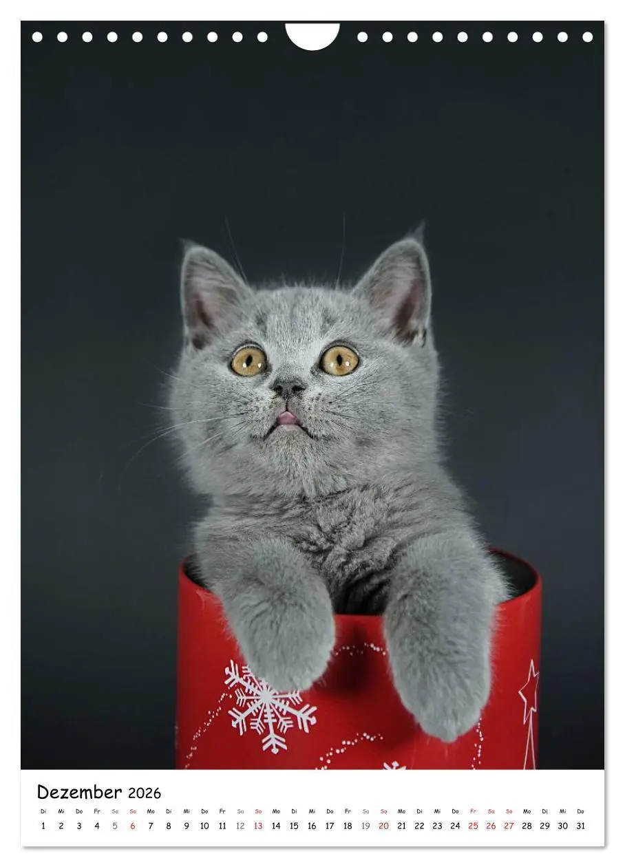 Bild: 9783516468243 | Briten Bärchen - Britisch Kurzhaar 2026 (Wandkalender 2026 DIN A4...
