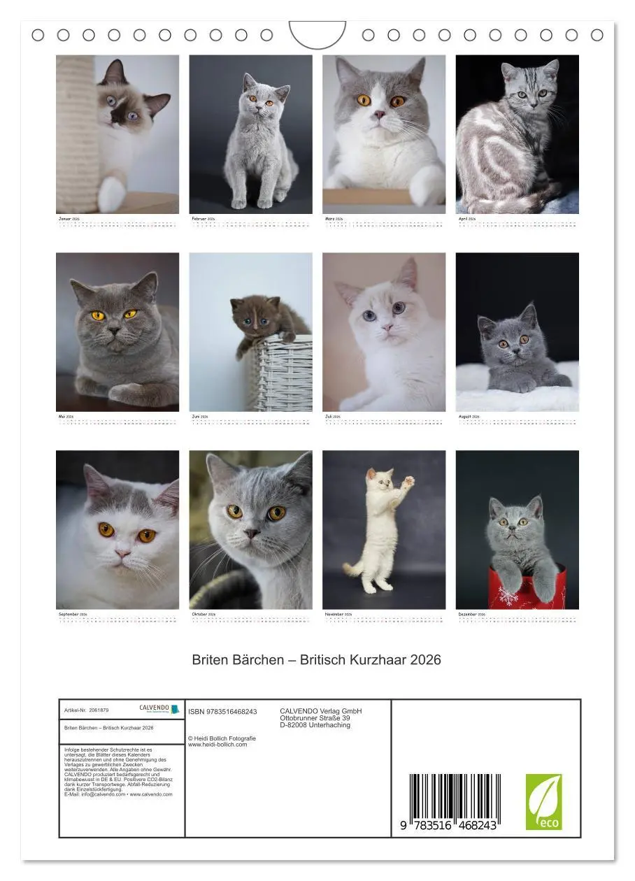 Bild: 9783516468243 | Briten Bärchen - Britisch Kurzhaar 2026 (Wandkalender 2026 DIN A4...