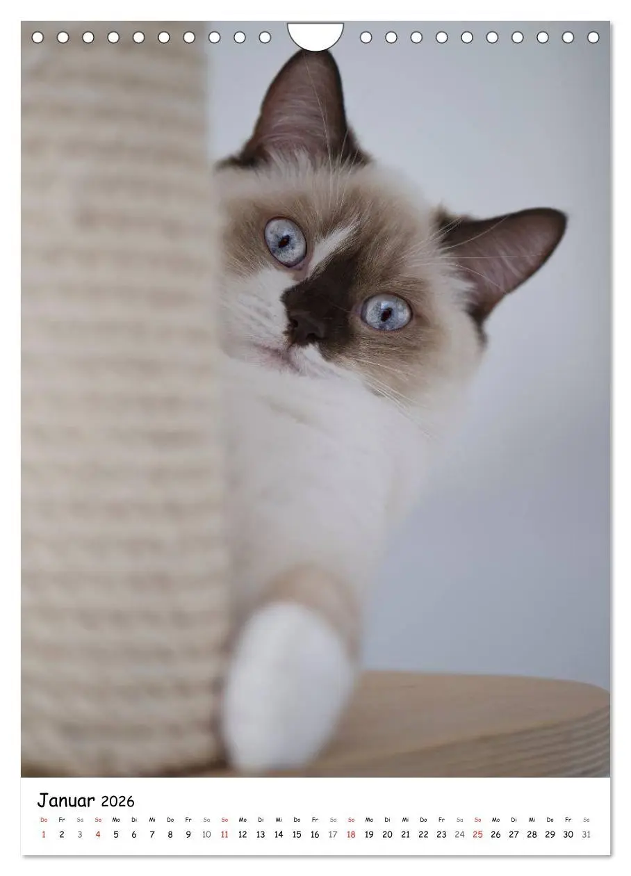 Bild: 9783516468243 | Briten Bärchen - Britisch Kurzhaar 2026 (Wandkalender 2026 DIN A4...