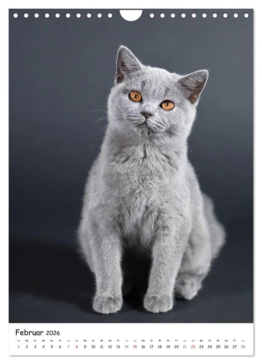 Bild: 9783516468243 | Briten Bärchen - Britisch Kurzhaar 2026 (Wandkalender 2026 DIN A4...
