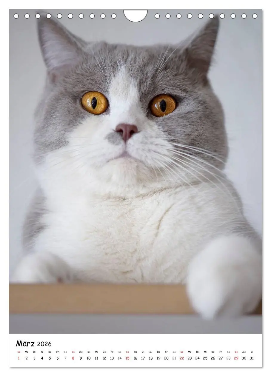 Bild: 9783516468243 | Briten Bärchen - Britisch Kurzhaar 2026 (Wandkalender 2026 DIN A4...