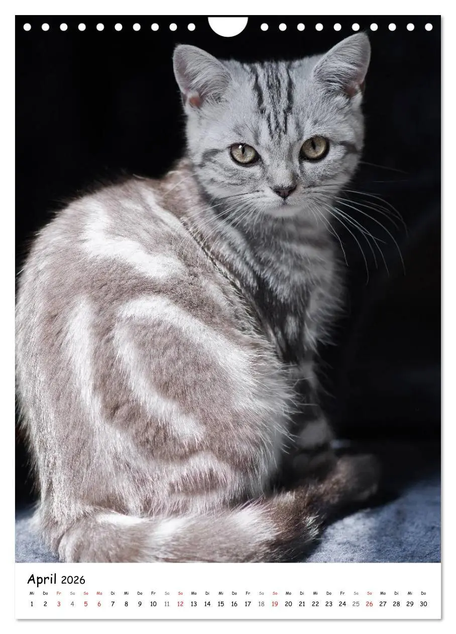Bild: 9783516468243 | Briten Bärchen - Britisch Kurzhaar 2026 (Wandkalender 2026 DIN A4...