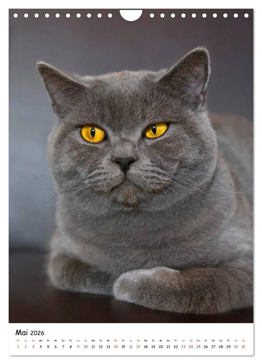 Bild: 9783516468243 | Briten Bärchen - Britisch Kurzhaar 2026 (Wandkalender 2026 DIN A4...