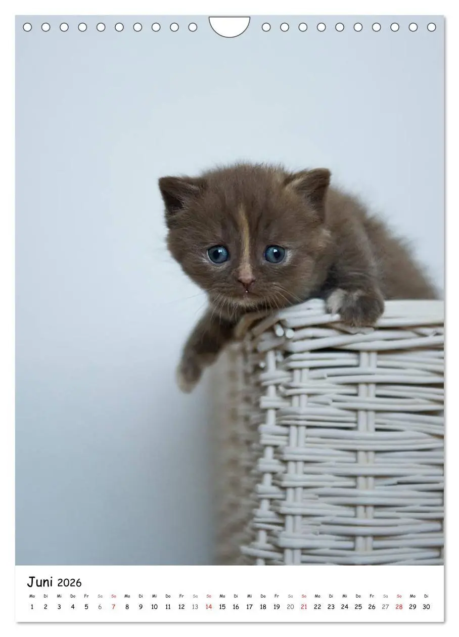 Bild: 9783516468243 | Briten Bärchen - Britisch Kurzhaar 2026 (Wandkalender 2026 DIN A4...