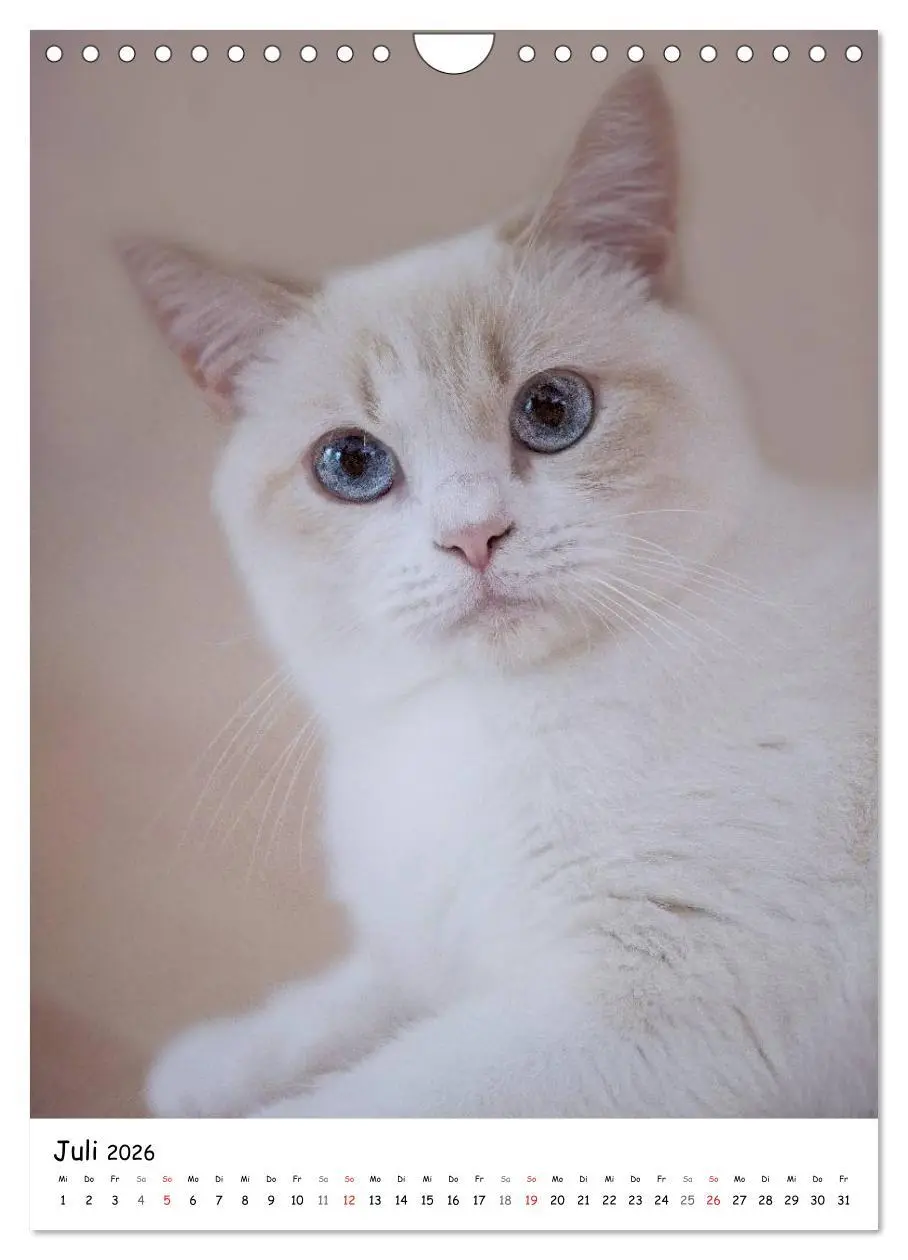 Bild: 9783516468243 | Briten Bärchen - Britisch Kurzhaar 2026 (Wandkalender 2026 DIN A4...