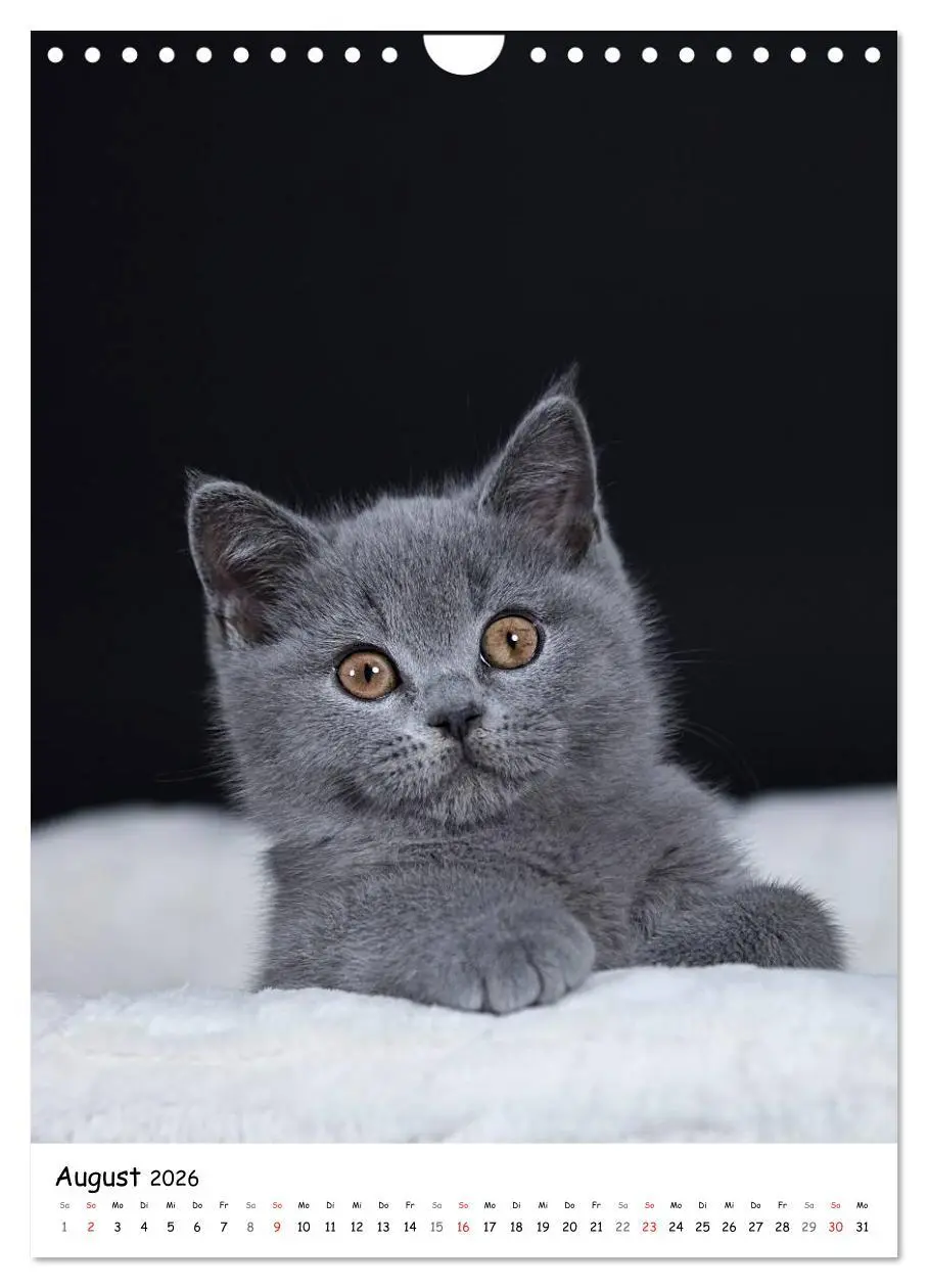 Bild: 9783516468243 | Briten Bärchen - Britisch Kurzhaar 2026 (Wandkalender 2026 DIN A4...